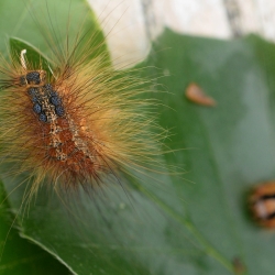 rups van de plakker velletje