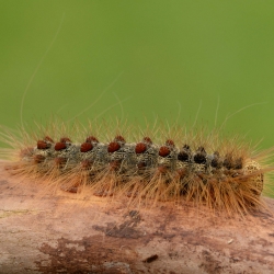 rups van de plakker zijaanzicht