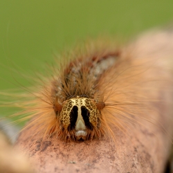 rups van de plakker