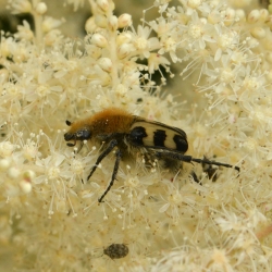 penseelkever