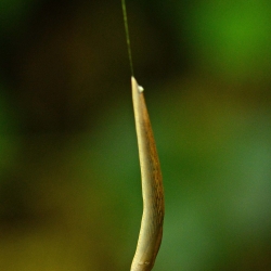 slak aan slijmdraad van 1 meter lengte