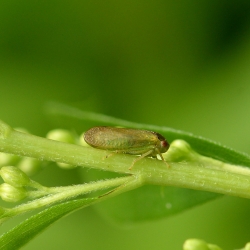 cicade Iassus lanio