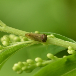 cicade Iassus lanio