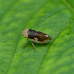 cicade Schuimbeestje - Philaenus spumarius
