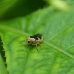 cicade Schuimbeestje - Philaenus spumarius