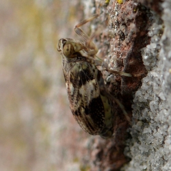 cicade onbekend