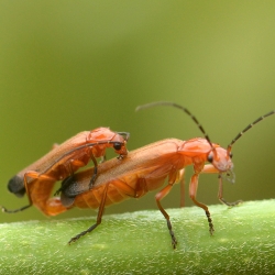 kleine rode weekschildkevers