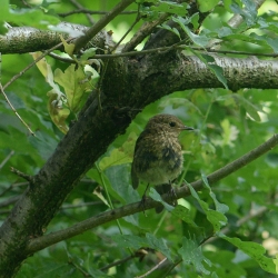 roodborst juveniel