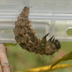 atalanta pop rups 