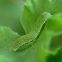 agaatvlinder rups