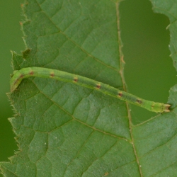 melkwitte zomervlinder rups