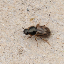 Aphodius contaminatus
