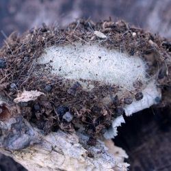 meriansborstel popcocon 
