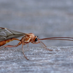 ophion obscuratus