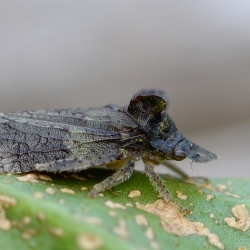 oorcicade
