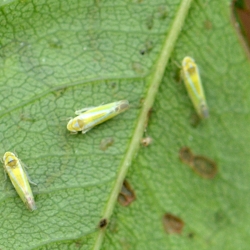 cicade Lindbergina aurovitatta