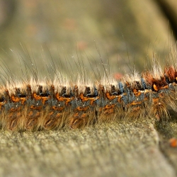 hagenheld rups