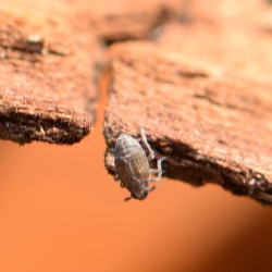 spoorcicade spec. mogelijk Muellerianella spec