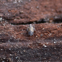 cicade spoorcicade
