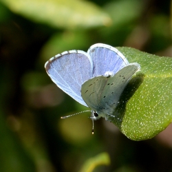 boomblauwtje