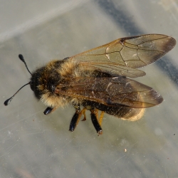 knotssprietbladwesp