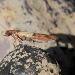 indische meelmot