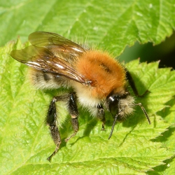 akkerhommel