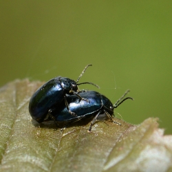 elzenhaantjes