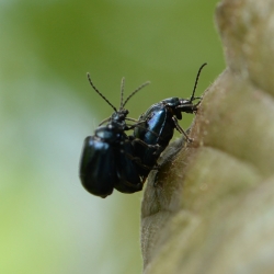 elzenhaantjes