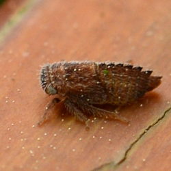 cicade nimf Macropsis