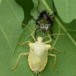 roodpootschildwants, pas verveld