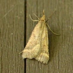 pinokkiomot