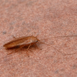 bleke kakkerlak