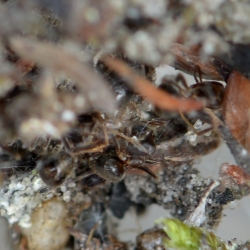 bermkogelspin koker detail mieren
