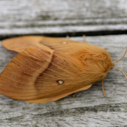 hageheld