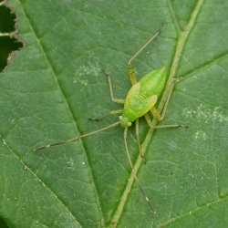 vierpuntsierblindwants