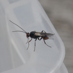 sluipwesp Dinocampus coccinellae