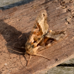 agaatvlinder