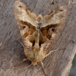 agaatvlinder