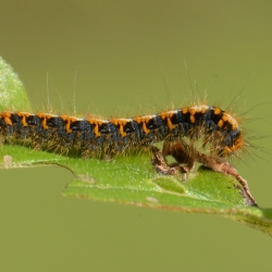 hageheld rups
