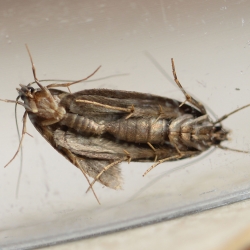bruine huismotten