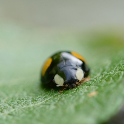 Harmonia axyridis spectabilis