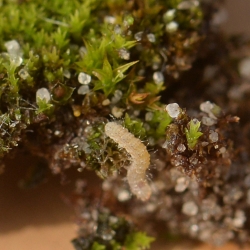  wesp larve eileg