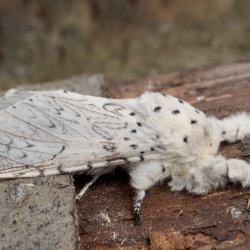 witte hermelijnvlinder volwassen imago