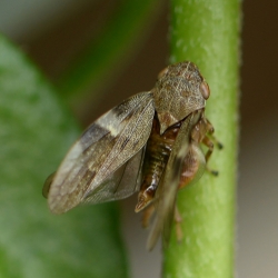 cicade stervend Aphrophora alni