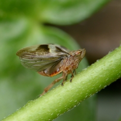 cicade stervend