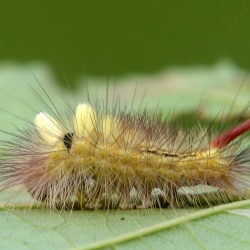 meriansborstel rups