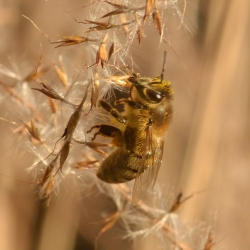 bijtje