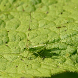 grote groene sabelsprinkhaan nimf