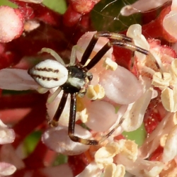gewone kameleonspin